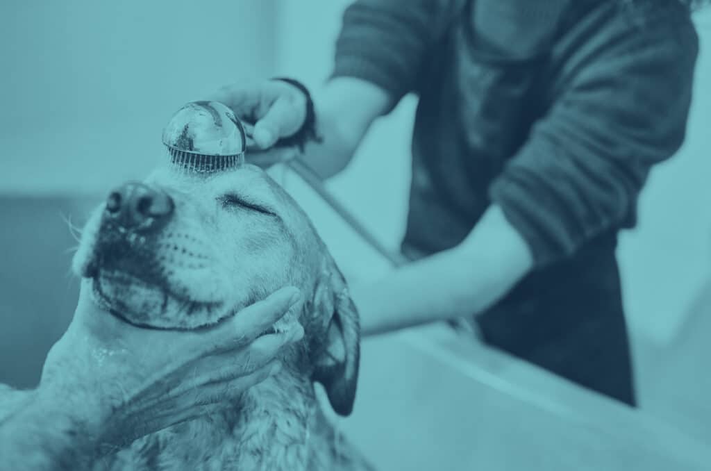 A dog having his hair washed at a grooming salon